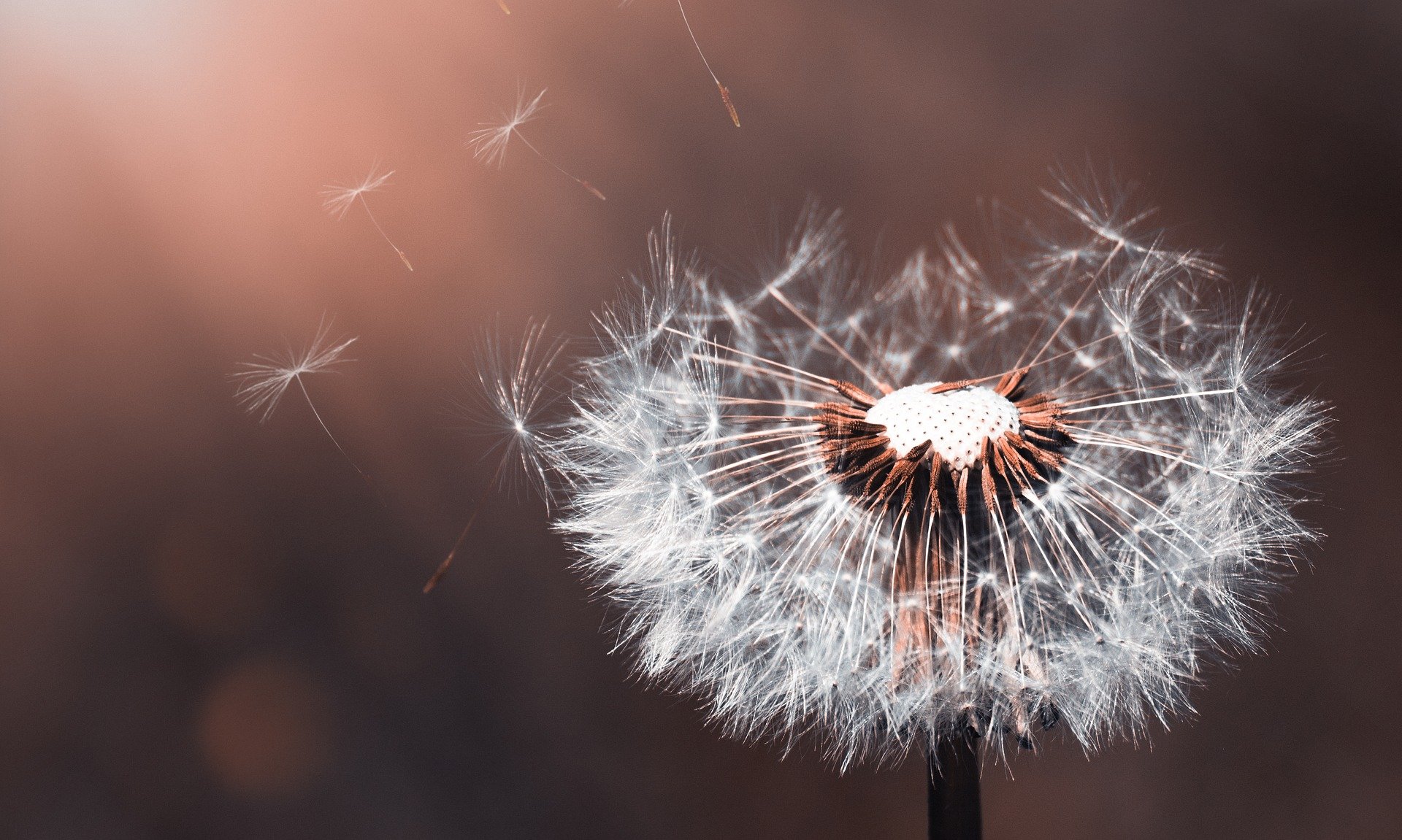 Dandelion Weed